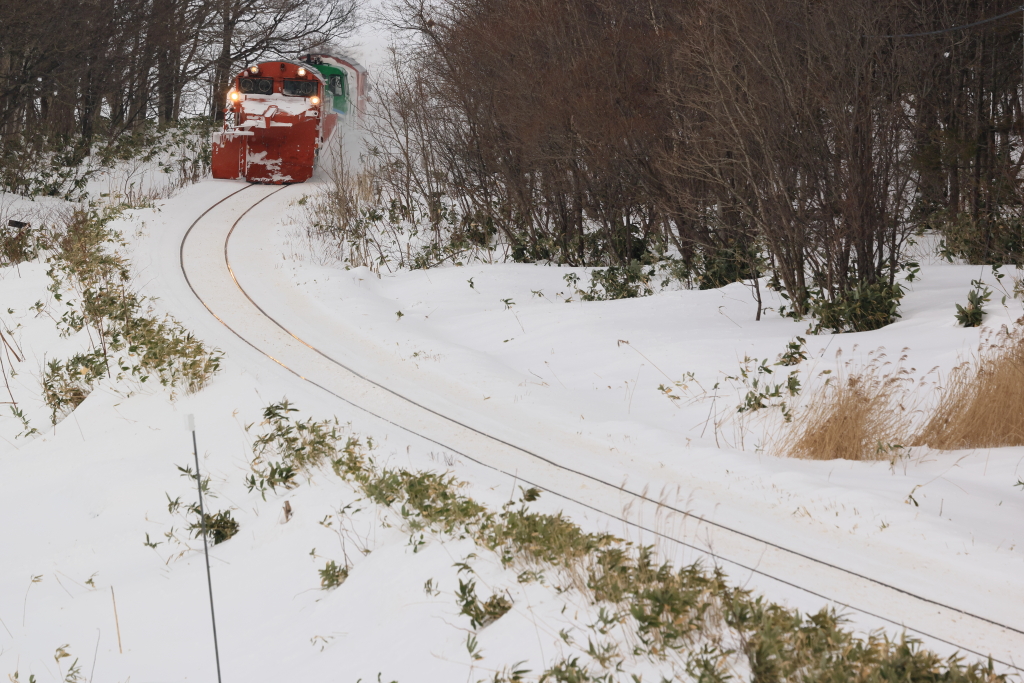 EOS R5 MarkII, RF100-500mm F4.5-7.1 L IS USM, 270mm, 1/1250, F8, ISO800