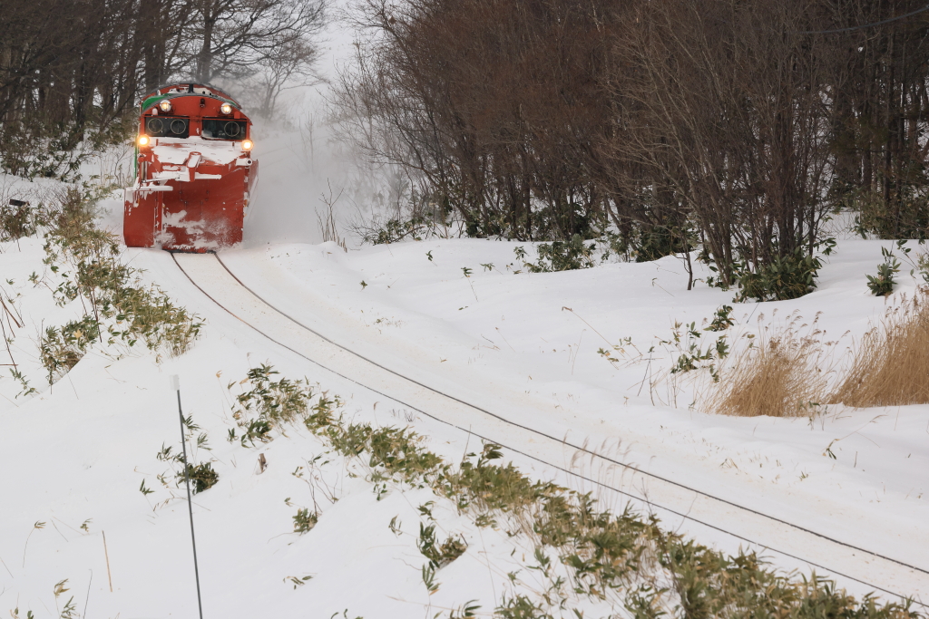 EOS R5 MarkII, RF100-500mm F4.5-7.1 L IS USM, 270mm, 1/1250, F8, ISO800