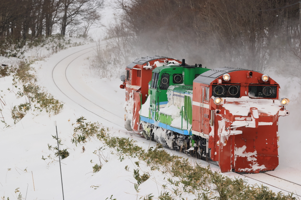 EOS R5 MarkII, RF100-500mm F4.5-7.1 L IS USM, 270mm, 1/1250, F8, ISO800