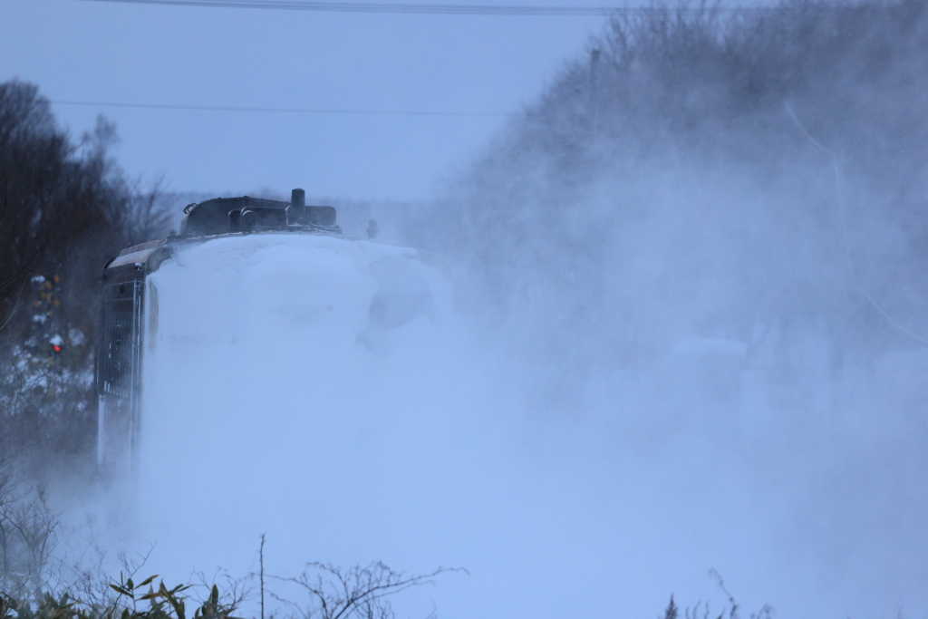 EOS R5 MarkII, RF100-500mm F4.5-7.1 L IS USM, 500mm, 1/1250, F8, ISO2500