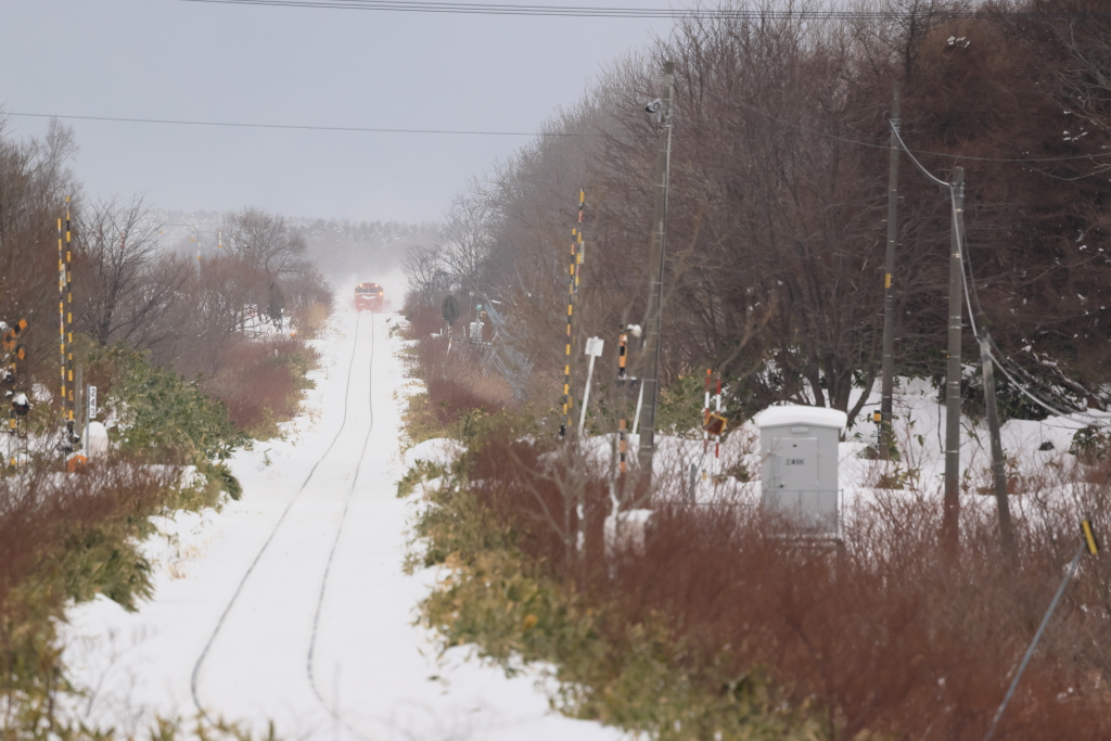 EOS R5 MarkII, RF100-500mm F4.5-7.1 L IS USM, 500mm, 1/1000, F8, ISO800