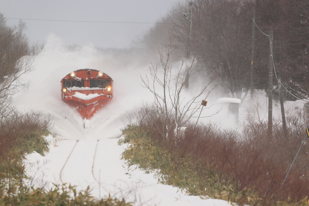 EOS R5 MarkII, RF100-500mm F4.5-7.1 L IS USM, 500mm, 1/1000, F8, ISO640