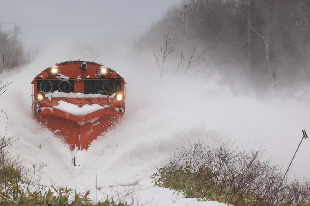 EOS R5 MarkII, RF100-500mm F4.5-7.1 L IS USM, 500mm, 1/1000, F8, ISO500