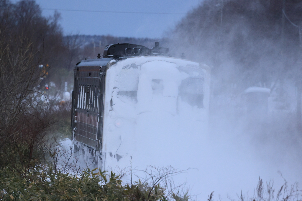 EOS R5 MarkII, RF100-500mm F4.5-7.1 L IS USM, 500mm, 1/1250, F8, ISO5000