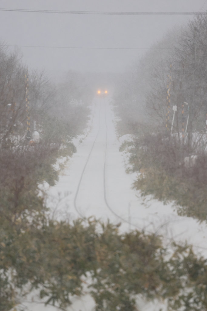 EOS R5 MarkII, RF100-500mm F4.5-7.1 L IS USM, 500mm, 1/1250, F8, ISO1250