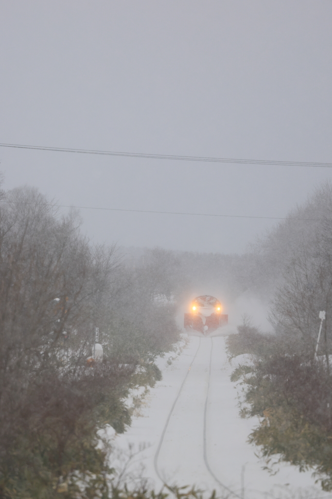 EOS R5 MarkII, RF100-500mm F4.5-7.1 L IS USM, 500mm, 1/1250, F8, ISO1250