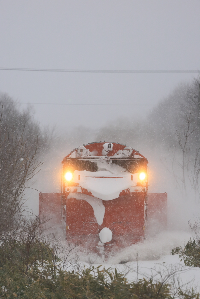 EOS R5 MarkII, RF100-500mm F4.5-7.1 L IS USM, 500mm, 1/1250, F8, ISO1250