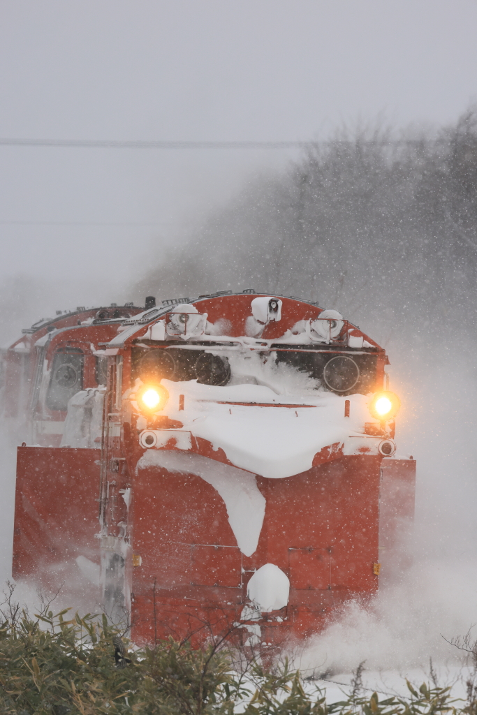 EOS R5 MarkII, RF100-500mm F4.5-7.1 L IS USM, 500mm, 1/1250, F8, ISO1250